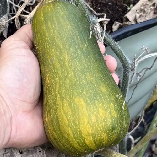 Thompson and Morgan Butternut Squash Inca Gold F1 Vegetable Seeds, 1x Packet – 2