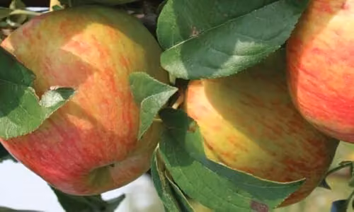 Direct Plants Howgate Wonder Apple Fruit Tree, 182.88 cm Tall, 12 Litre Pot