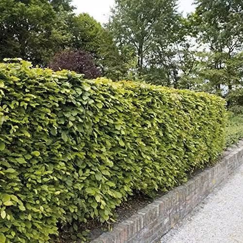 Thompson & Morgan Green Beech Hedging Bare Root Plants (50 Pack) – 1