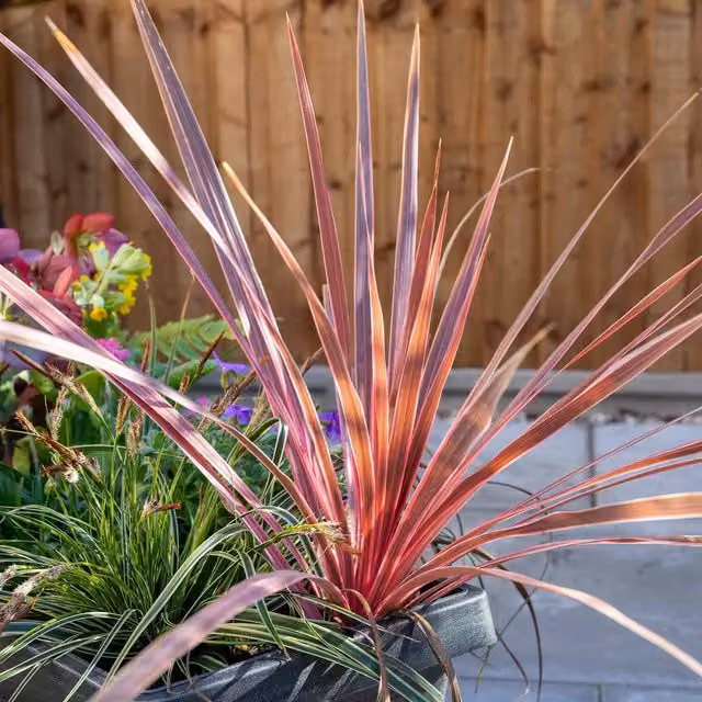 Marshalls Garden Cordyline Charlie Boy Variegated Pink, Burgundy and White Hardy Evergreen Bedding Plant in 9cm Pot