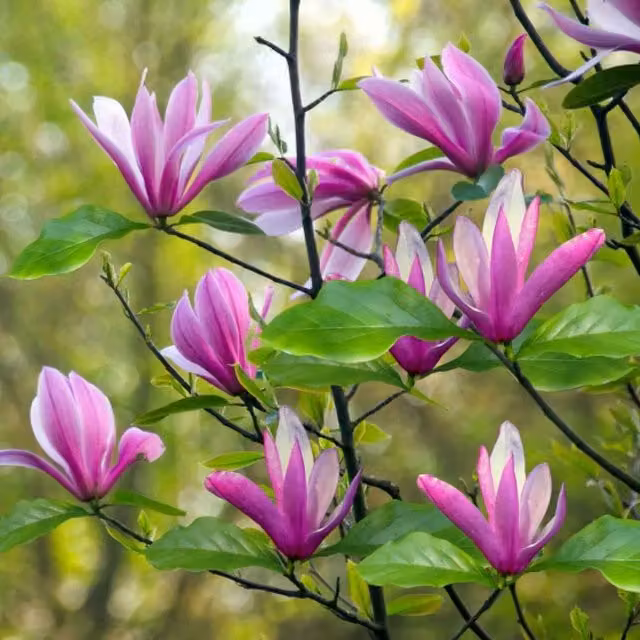 Marshalls Garden Magnolia Susan Ornamental Tree with Purple-Pink Flowers