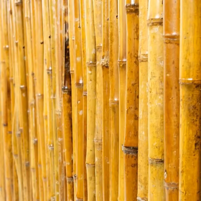 Primrose Woven Carbonised Caramel Bamboo Screening Roll, Brown, H: 180 cm x W: 190 cm