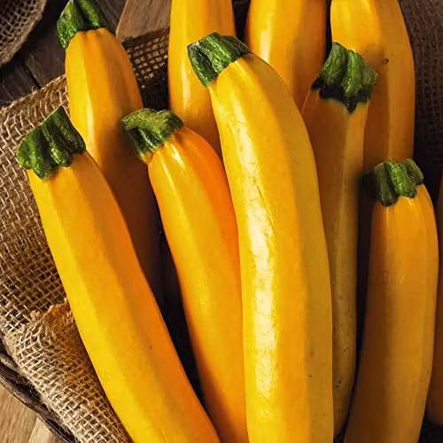 Thompson & Morgan Courgette Parador F1 Hybrid Vegetable Seeds, Yellow, 5 Seeds – 1