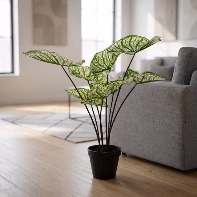 Garden Greatness Artificial Potted Caladium Leaves Plant in Green and Multicolour