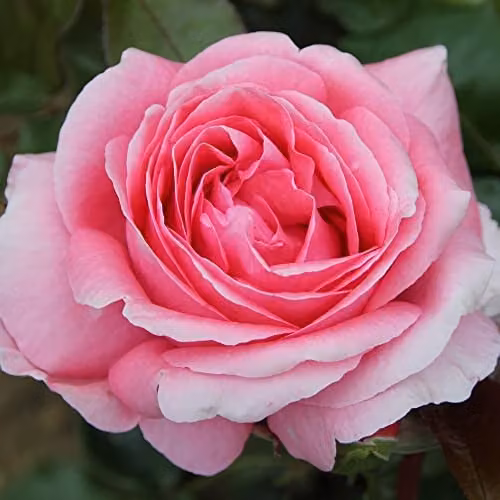 Thompson and Morgan Special Anniversary Hybrid Tea Rose Bare Root Plant with Scented Double Pink Blooms