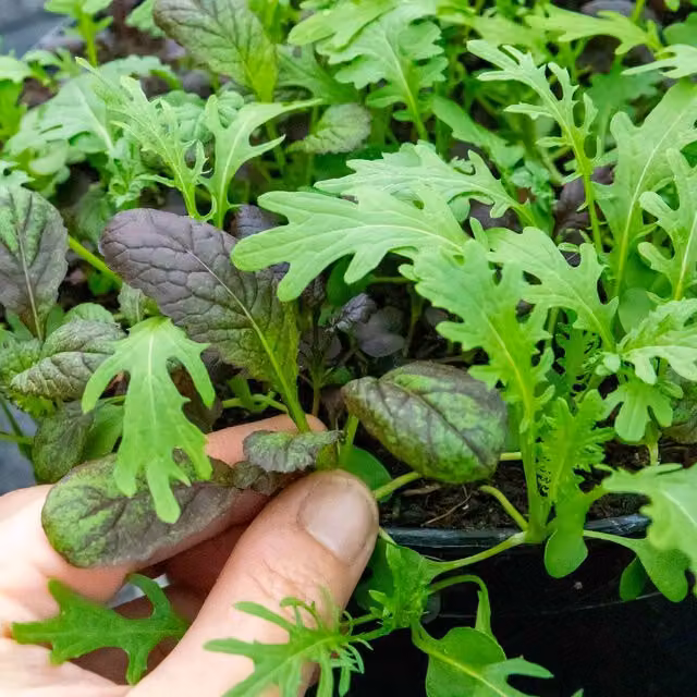 Marshalls Garden Oriental Mixed Leaf Mustard Seeds, 500 Seeds