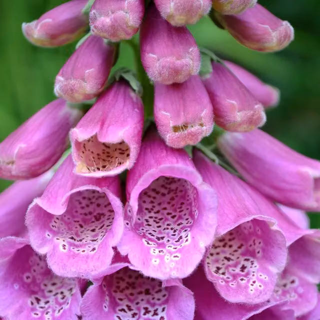Unwins Native British Foxglove Digitalis purpurea Wildflower Seeds, 300 Seeds, Purple