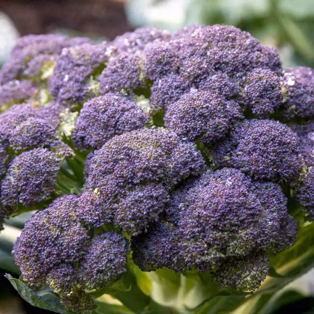 Marshalls Garden Claret F1 Hybrid Broccoli Seeds for Extra-Large Spring Spears, 90 Seeds