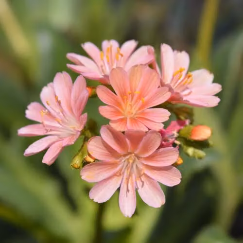 Thompson and Morgan Lewisia Cotyledon Mountain Dreams Multicolour Pink Alpine Perennial, 10.5cm Pot