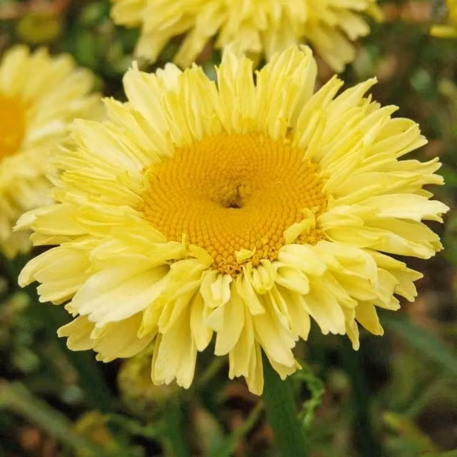 Marshalls Garden Leucanthemum x superbum Real Goldcup White and Yellow Perennial Outdoor Plant