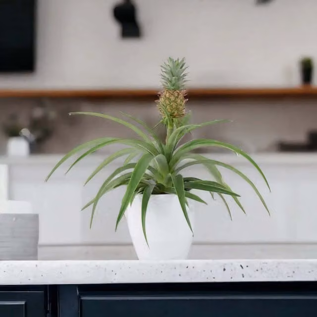 Plants By Post Ananas Pineapple Indoor Plant in 12cm Pot, Silver-grey and Green Foliage