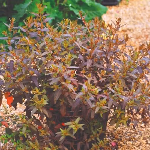 Thompson & Morgan Haloragis erecta Melton Bronze Hardy Shrub Seeds with Bronze Foliage and Red Flowers, 25 Seeds – 1