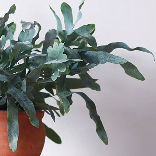 Thompson and Morgan Blue Star Fern Phlebodium aureum Potted Indoor Plant, 12cm – 2