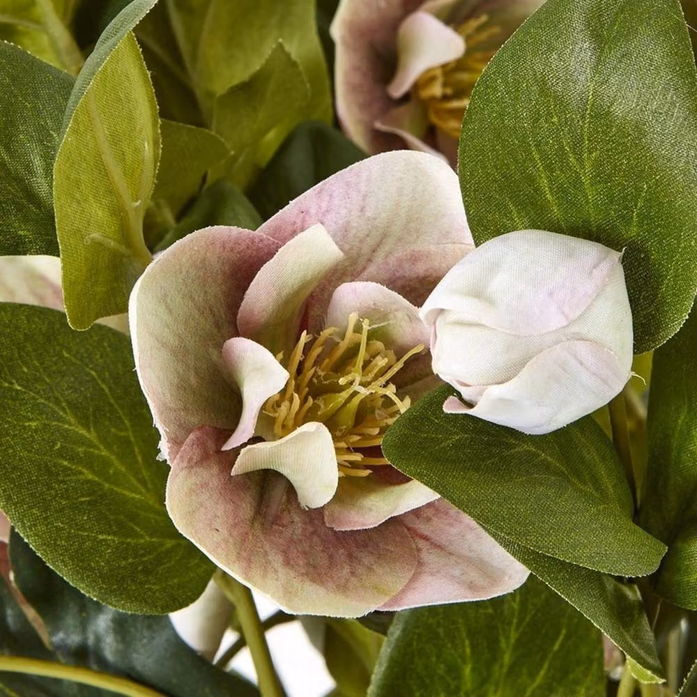 Lemon Pavilion Potted Variegated Hellebore Plant in Pink, White and Grey Pot, W: 38 cm, D: 33 cm, H: 41 cm – 5