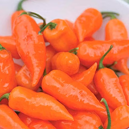 Thompson and Morgan Habanada Chilli Pepper Seeds, Orange, 5 Seeds per Packet