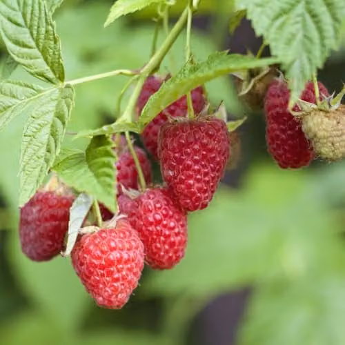 Thompson & Morgan Raspberry Autumn Bliss Bare Root Fruit Bush, 2 Canes, Red Berries – 1