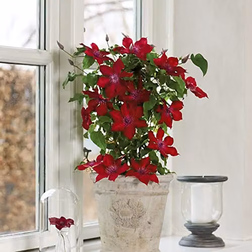 Thompson & Morgan Clematis Nubia Red Climbing Shrub, 1x 15cm Potted Plant – 2