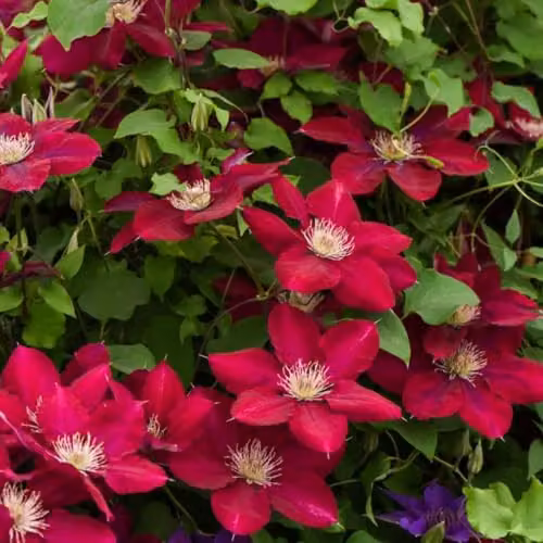 Thompson & Morgan Clematis Rebecca Red Climbing Vine, 2 x 3 Litre Pots – 1