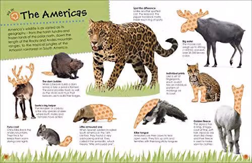 DK Ultimate Sticker Book Animals with over 250 reusable stickers, multicolour – 3