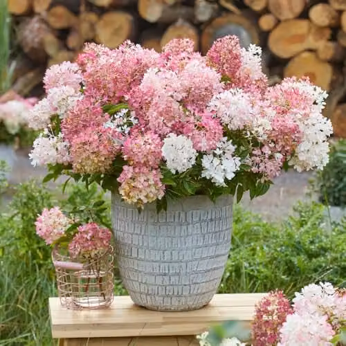 YouGarden Hydrangea Groundbreaker Blush, 3 x Established Pink and White Ornamental Shrubs in 14cm Pots – 1