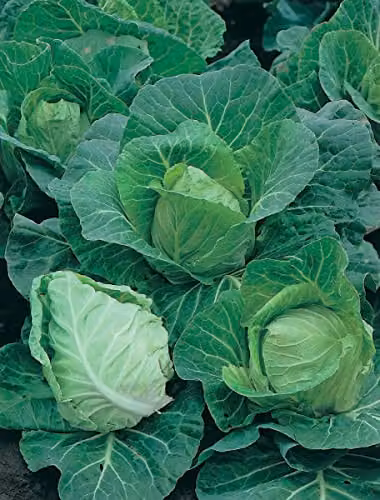 Johnsons Cabbage Greyhound Vegetable Seeds – 3