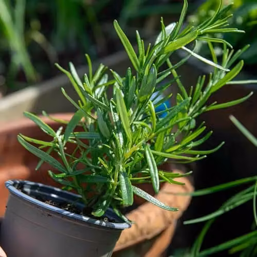 Marshalls Garden Rosemary Officionalis Ornamental Shrub, Green, 3 Plants – 2