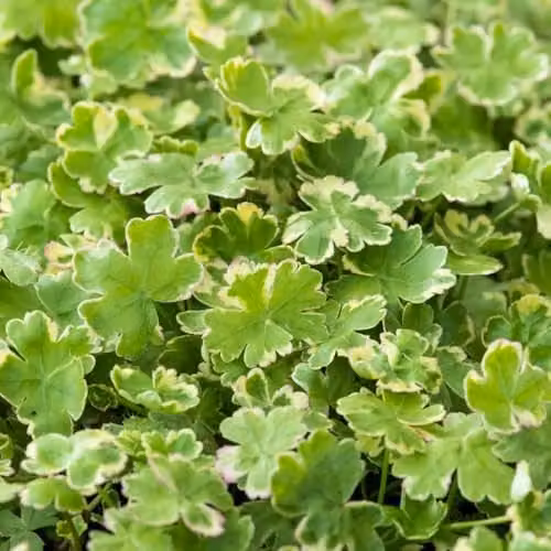 Thompson and Morgan Hydrocotyle sibthorpioides Aquatic Oxygenating Plant, Green Groundcover for Ponds, 2 x 11cm Baskets