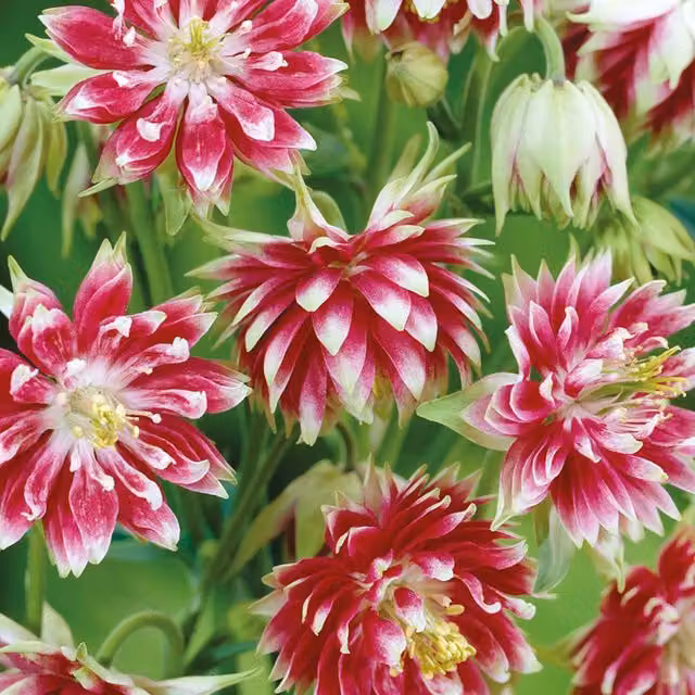 Marshalls Garden Aquilegia Nora Barlow Pink and White Flower Seeds, 50 Pack