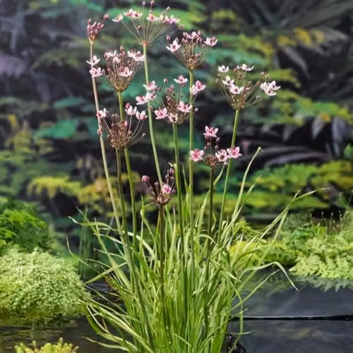 Thompson & Morgan Butomus umbellatus Flowering Rush Pink Marginal Aquatic Hardy Perennial, 3 x 1 Litre Pots – 2