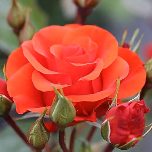 Thompson and Morgan Rose Precious Love Floribunda Shrub, Orange and Red Semi-Double Blooms, 1x Bare Root Plant