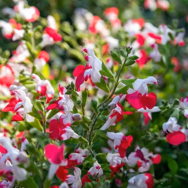 Marshalls Garden Salvia Hot Lips Red and White Hardy Perennial