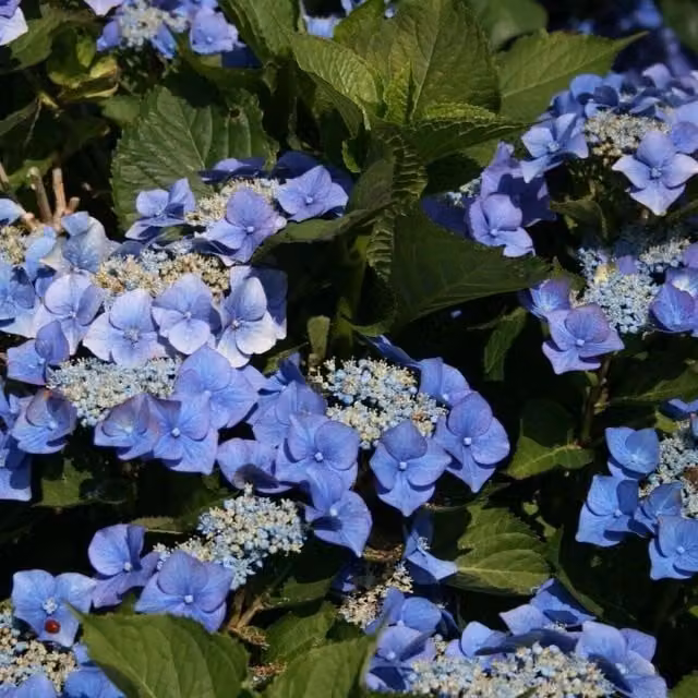 Direct Plants Hydrangea Macrophylla Blaumeise Lace Cap Ornamental Garden Shrub, White/Blue/Green