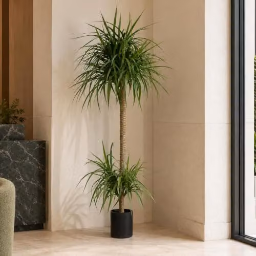 Leaf Design UK 180cm Realistic Green Dracaena Artificial Tree
