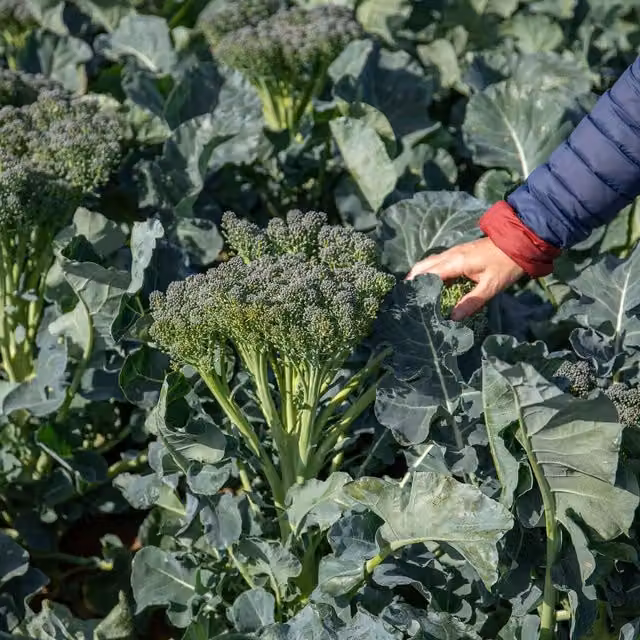 Marshalls Garden Spring Rapini Broccoli Vegetable Seeds, 500 Seeds