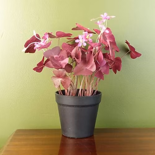Leaf UK Realistic Purple Shamrock Artificial Potted Plant with Pink Flowers, Height: 30 cm – 1