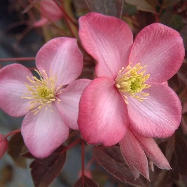 Plant Theory Pink Clematis Freda Flowering Climbing Vine in a Green Pot