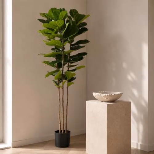 Botanik UK Premium 180 cm Artificial Fiddle Fig Tree in Green with Black Plastic Pot – 2