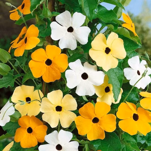 Unwins Black Eyed Susan Susie Mix Flower Seeds, Multicolour