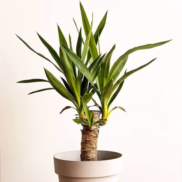 All Occasions Green Yucca 1 Stem Real Indoor Plant, Height: 60 cm