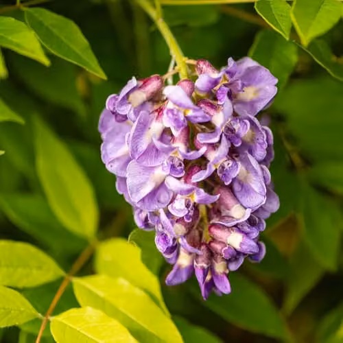 Thompson and Morgan Wisteria frutescens Amethyst Falls Compact Hardy Climbing Shrub with Purple Blue Flowers, 9cm Pot – 4