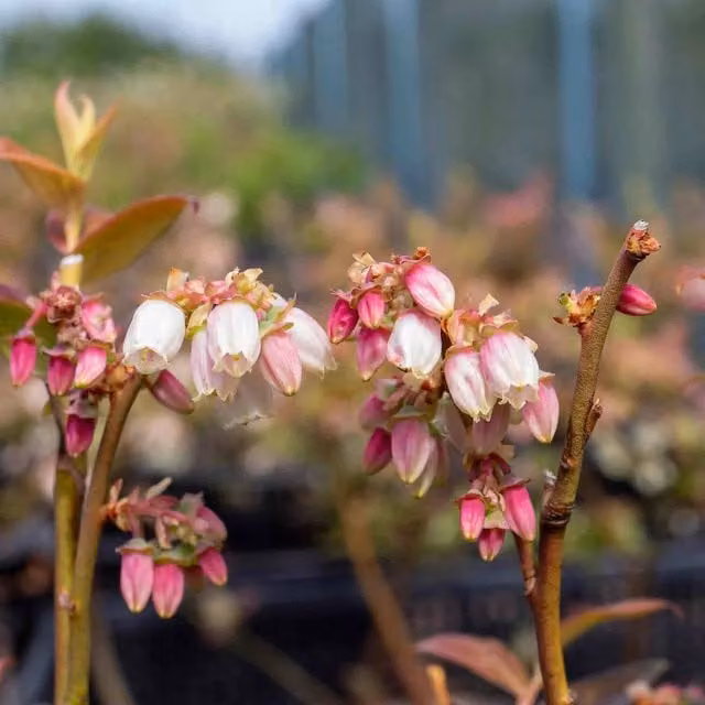 Marshalls Garden Pink Berry Blueberry Perennial Fruit Plant