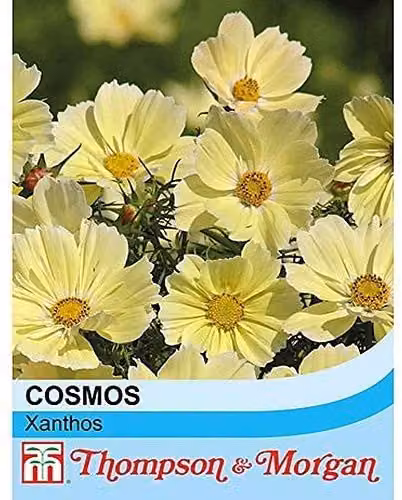 Thompson and Morgan Cosmos bipinnatus Xanthos Yellow Half-Hardy Annual Flower Seeds, 20 Seeds – 4
