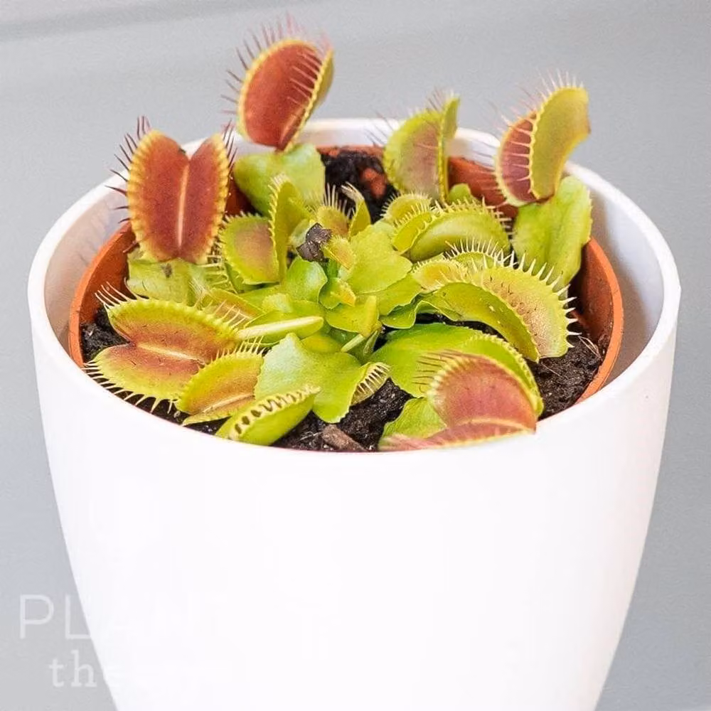 Primrose Plant Theory Dionaea muscipula Venus Flytrap in an 8.5cm Green Pot – 2
