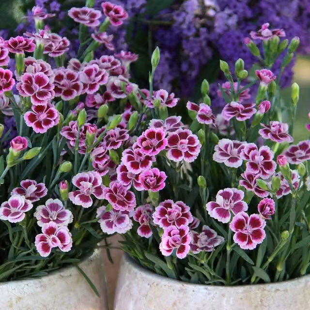 Plant Theory Set of 3 Pink Kisses Dianthus Bedding Plants in 9cm Pots, Purple and Pink