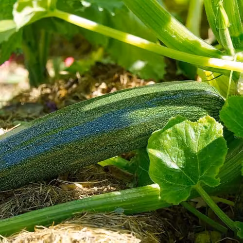 Thompson & Morgan Courgette Zucchini Seeds, High-Yielding Bush Variety with Sweet Dark Green Fruits, 10 Seeds
