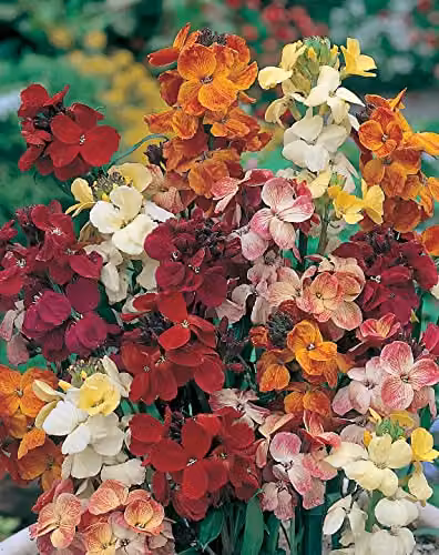 Johnsons WallFlower Single Mixed Multicolour Ornamental Flower Seeds – 3