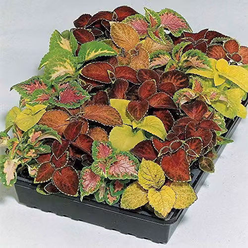 Thompson and Morgan Coleus Wizard Mixed Seeds, Multicolour Tender Perennial Plants, 50 Seeds