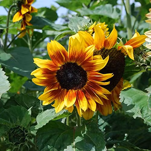 Thompson and Morgan Sunflower Harlequin Mix F1 Hybrid Bicolour Flower Seeds, 1 Packet – 3