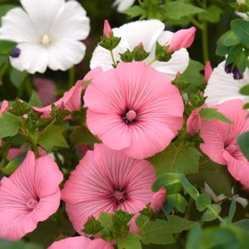 Thompson & Morgan Lavatera Loveliness Mixed Hardy Annual Flower Seeds, Pink and White, 200 Seeds