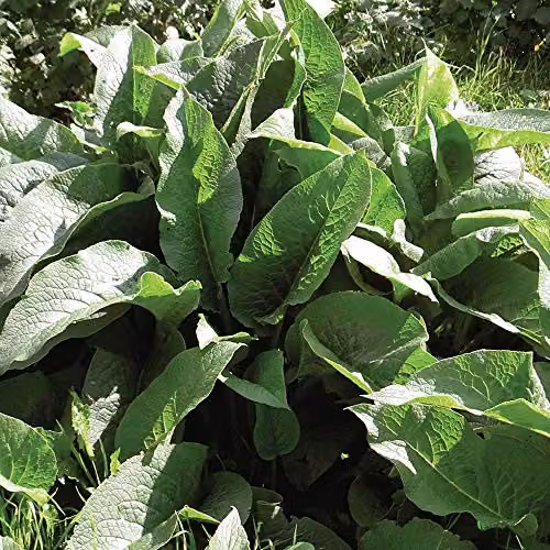 Thompson & Morgan Hardy Perennial Comfrey Symphytum Vegetable Herb Seeds, Pack of 30